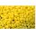 Superduo - Luster - Opaque Lemon - 10 g