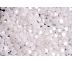 Pohanka - 5X4 mmm - 02020/21402- 50 ks